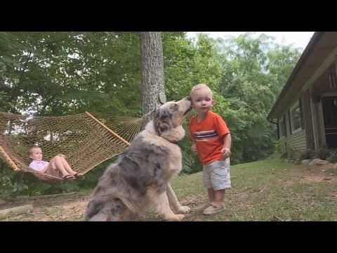 Video: Pet Scoop: suns aizsargā ģimeni no čūskas, negodīgiem kaķu rādītājiem