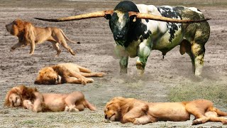 Bloodthirsty Buffalo Herd Destroys The Lion&#39;s Family For Daring To Invade Their Territory