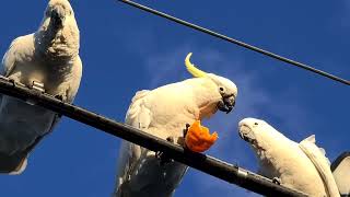 Three Cockatoos Share A Mandarin In Australia by Viral Press 245 views 7 months ago 1 minute, 50 seconds