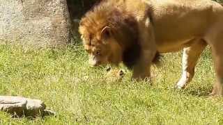 Little Lion Cubs at NC Zoo with 