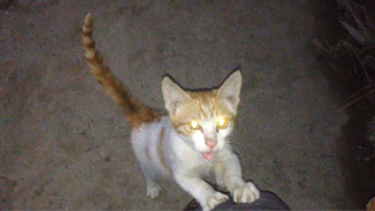 Stray Kitten Wants Me To Pet Her Love Her Such A Sweet Kitten 