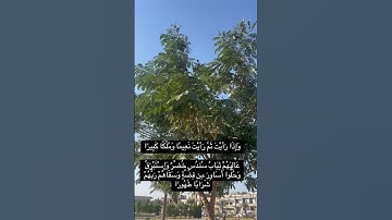 سورة الإنسان /#القرآن_الكريم #اكسبلور #duet #راحة_نفسية #quran #subscribe #لايك #dubai #العراق