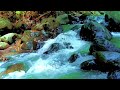 Peaceful Forest River 🌿 Calm Water Sounds for Sleep & Stress Relief