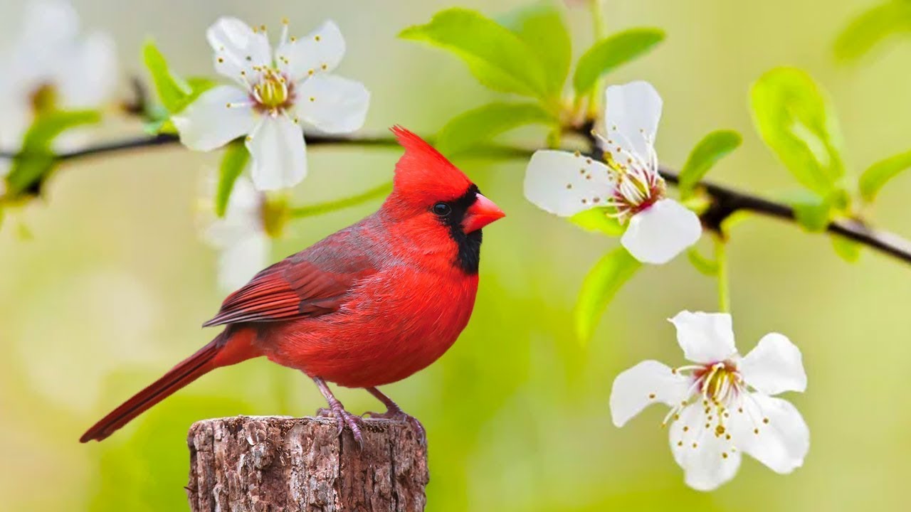 Instant Relief from Stress and Anxiety Birds Singing in the Forest Deep Healing Music for The Body