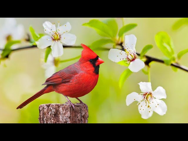 Instant Relief from Stress and Anxiety, Birds Singing in the Forest, Deep Healing Music for The Body class=