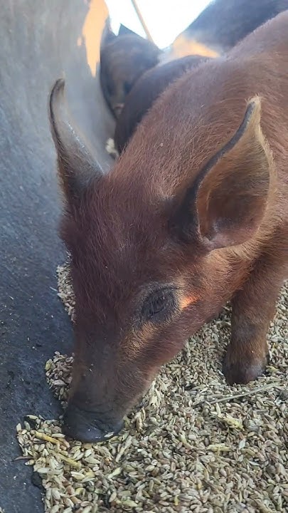 КАК ПОЯВИЛИСЬ ДИКИЕ ПОРОСЯТА 🐷 #деревенскаяжизнь #экоферма #дикийкабан ...