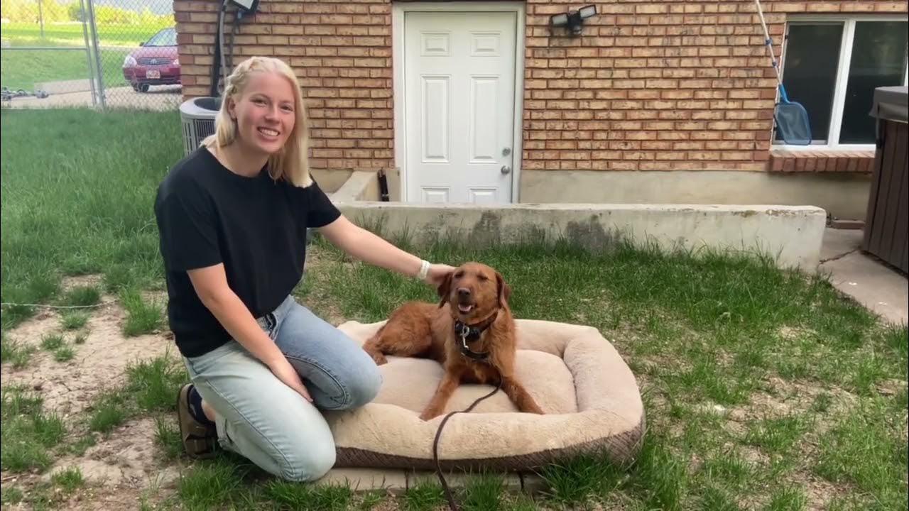 Dog Training Ogden Tip Top K9 Reviews YouTube