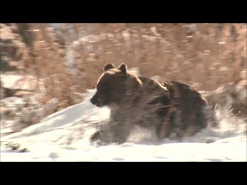 【緊迫の瞬間】「避難！避難！」倉庫立てこもったヒグマが突然飛び出しカメラの前に…ハンターにより駆除される 住民も安堵 北海道芦別市 冬眠しないクマか？