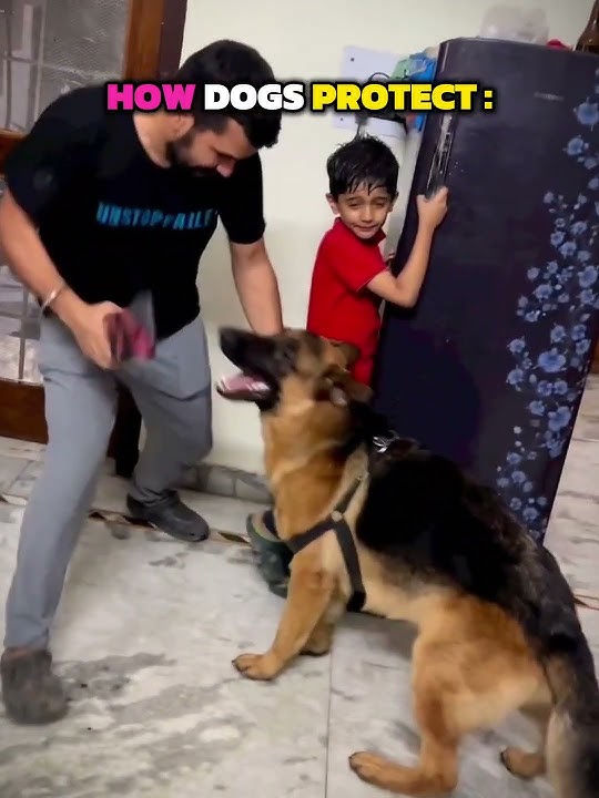 Dogs Protection Vs Cats Protection 💀