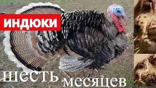 Индюки Индюшки выросли.Опыт и выращивания в домашних условия