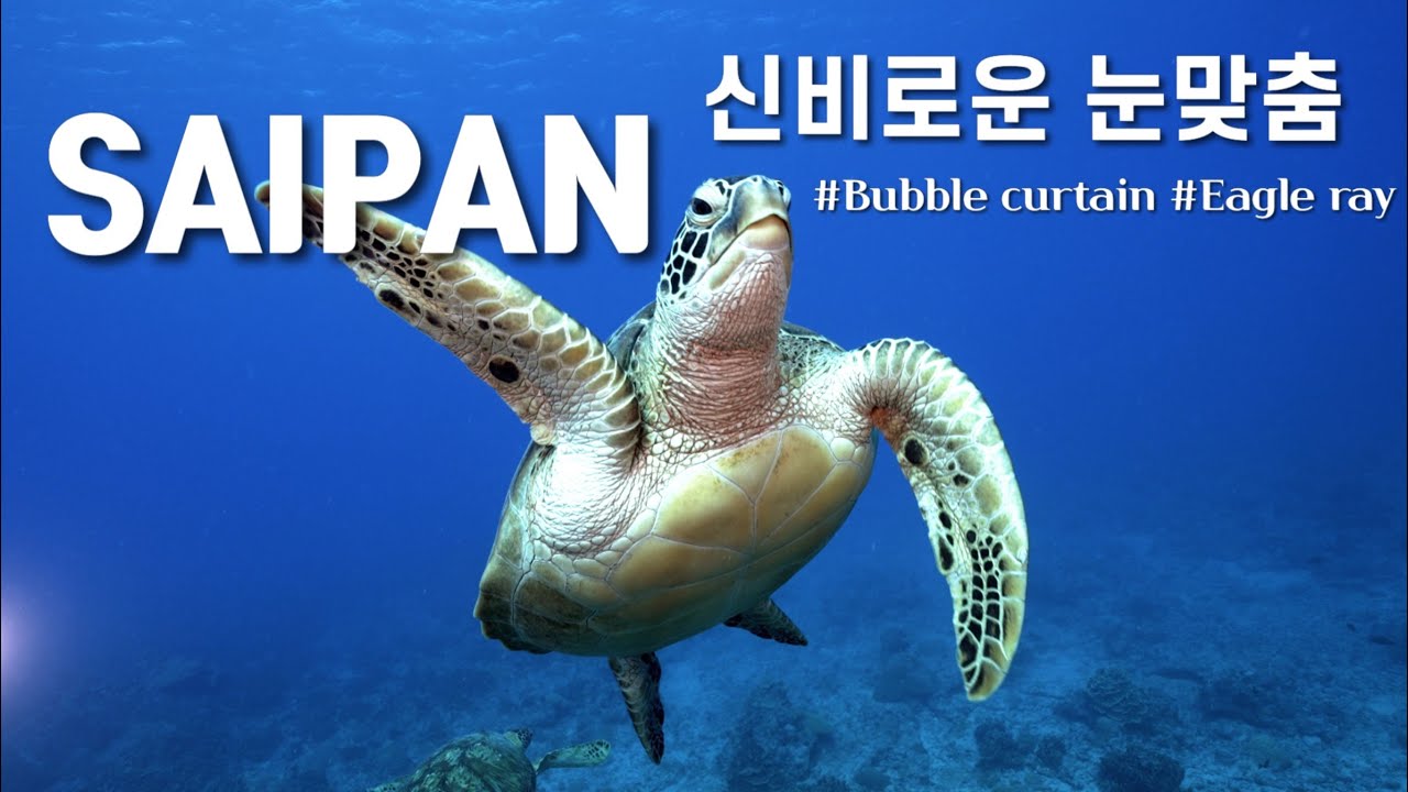 [4K] 신비로운 버블커튼 속에서 거북이와 눈싸움 l 사이판다이빙월드 l Saipan