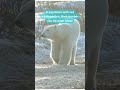 Polar Bear Betty White Update