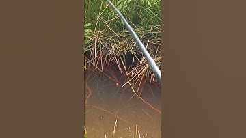 Spot liar yang mantap #fyp #video #mancing #fishing #shorts #videoshorts