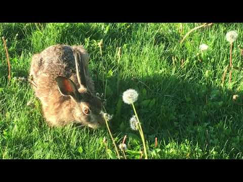 Video: Rùa rắn cổ của Argentina