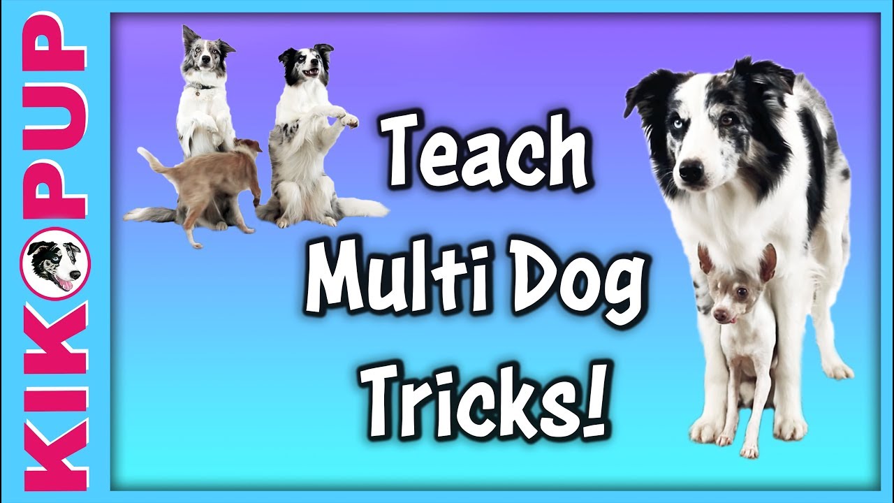 Multi Dog Tricks How To Train Multiple Dogs YouTube Multi Dog Tricks How To Train Multiple Dogs YouTube