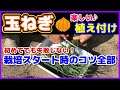 【玉ねぎ】苗を切って植え付けると利点がいっぱい!土作りの仕方!/意外と大事なこと/黒マルチは無くてもいい!/細い苗の植え方/玉ネギ定植後の水やりと手入れ/元肥と追肥/早生玉葱/家庭菜園のタマネギ栽培