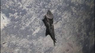 Swiftlet Bird GNHD