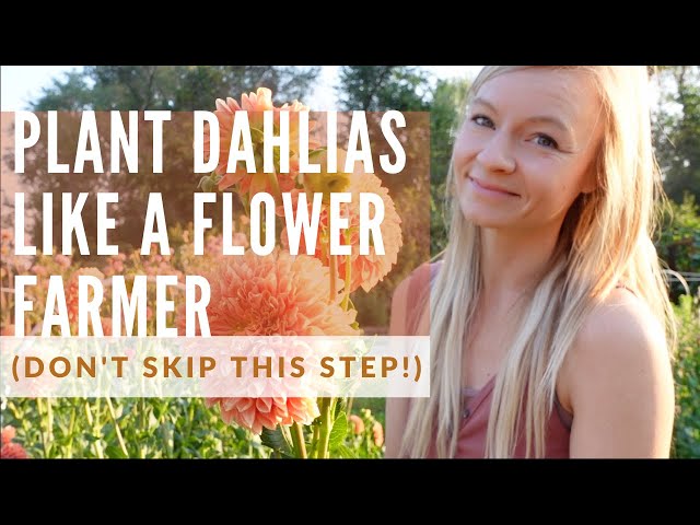 How to plant TONS of dahlias (don't forget this important step!) class=