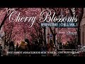 Cherry Blossoms Springtime Chill Vol.1 Kirschblüten Bonn 2018 Ambient And Background Music to Relax