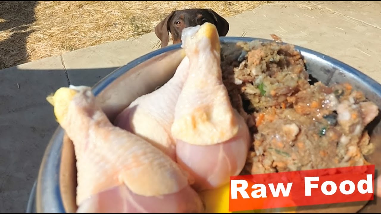 Homemade Raw Doberman Food YouTube