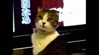 (REUPLOAD) DRAMATIC CAT THX
The Cube is founded in 2007 by Rudolf Pobiloy or Curtis Muse.
For @TheNorthPlatteSpaceMonkeyB-h3c
Reuploaded by Roger Pilapil Malott because he Vimeo
Join the conversation at Discord:
https://discord.gg/6vKSU6v
Support me on Pateron:
https://www.patreon.com/glosshired
and Join Us on Twitter:
https://twitter.com/Roadhorn2
-Curtis (REUPLOAD) DRAMATIC CAT THX