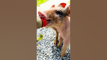 con heo đất , chú vịt con, con lợn éc, con cào cào , chú lợn dễ thương #cute