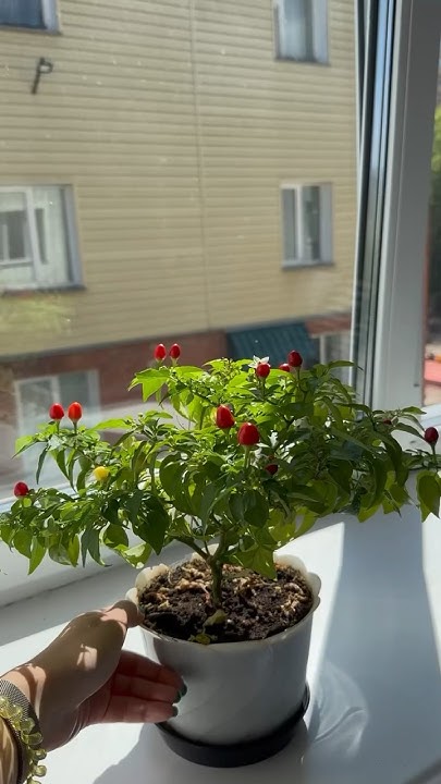 #shorts 🌶️🔥Опыляем комнатный острый перчик. Видео от кировских коллег ...