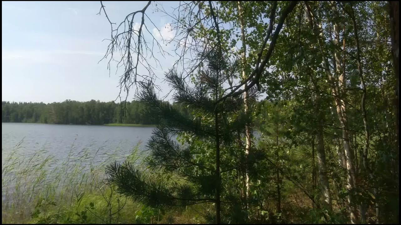 Озеро светлое марий эл. Озеро глухое марий эл. Женское озеро в юрино. Озеро глухое марий эл фото. Женское озеро йошкар ола.