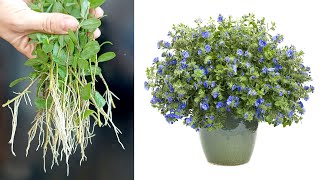 Propagation of Blue Daze flowers is very simple with construction sand great gardening
