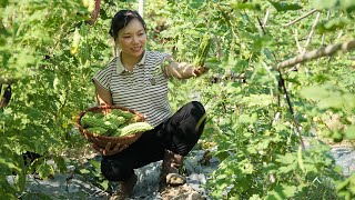 Searching Giant PYTHON Broke and Attacked Duckling Farm - Harvest Bitter Melon Goes to Market Sell