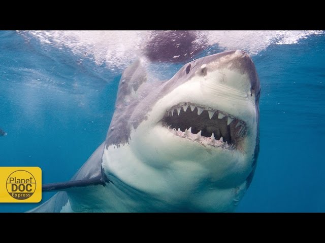 giant shark deep sea Trang web cờ bạc trực tuyến lớn nhất Việt Nam,  w9bet.com, đánh nhau với gà trống, bắn cá và baccarat, và giành được hàng  chục triệu giải thưởng