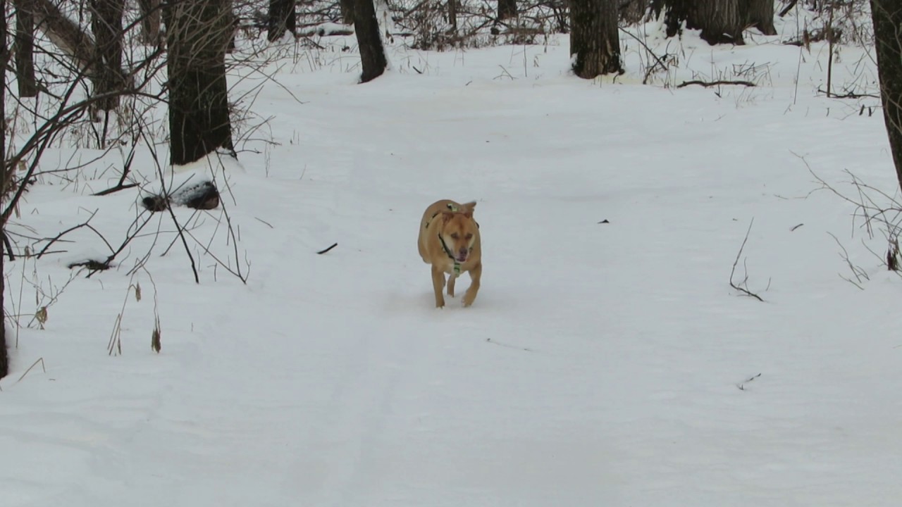 Simba Aryeh Running in the woods.