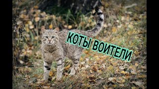 СЦЕНЫ К ФИЛЬМУ▶КОТЫ ВОИТЕЛИ