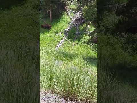 Grizzly bear Yellowstone 🐻 #bear