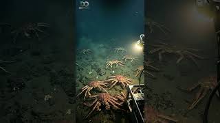 Alaskan king crabs#AlaskanKingCrab #DeepSeaLife #OceanExploration #MarineBiology #underwaterworld