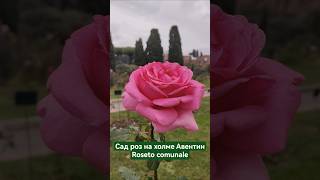 Сад роз на холме #Авентин в Риме #rosegarden#rosetocomunale#садроз#Aventin#Aventino#roses#rose#розы