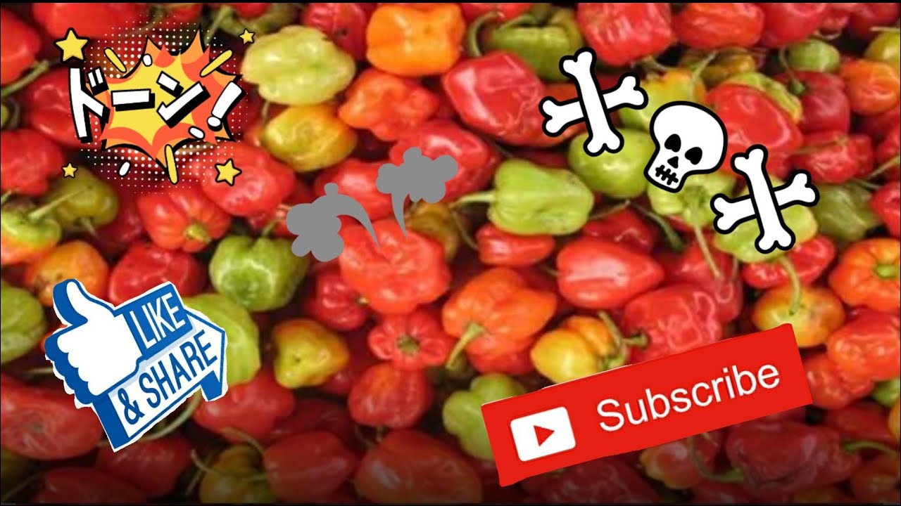 Panen cabe mini - YouTube