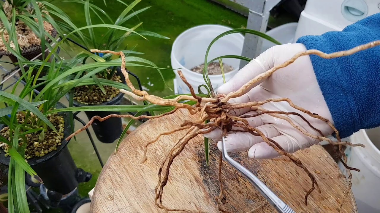 #겨울산채난초 #심는요령 #주의할점 #춘란강좌 201/014