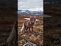 This Fox Changes Color Every Season #facts #animals