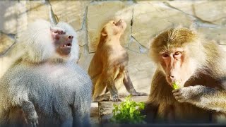 видео: Люсю не уговорить! Зина округлилась, может будет малыш? Медвежки-аферистки играют на публику. Тайган картинка: Люсю не уговорить! Зина округлилась, может будет малыш? Медвежки-аферистки играют на публику. Тайган