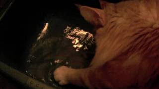 Maine Coon playing with water by Epic the Cat 243 views 14 years ago 47 seconds