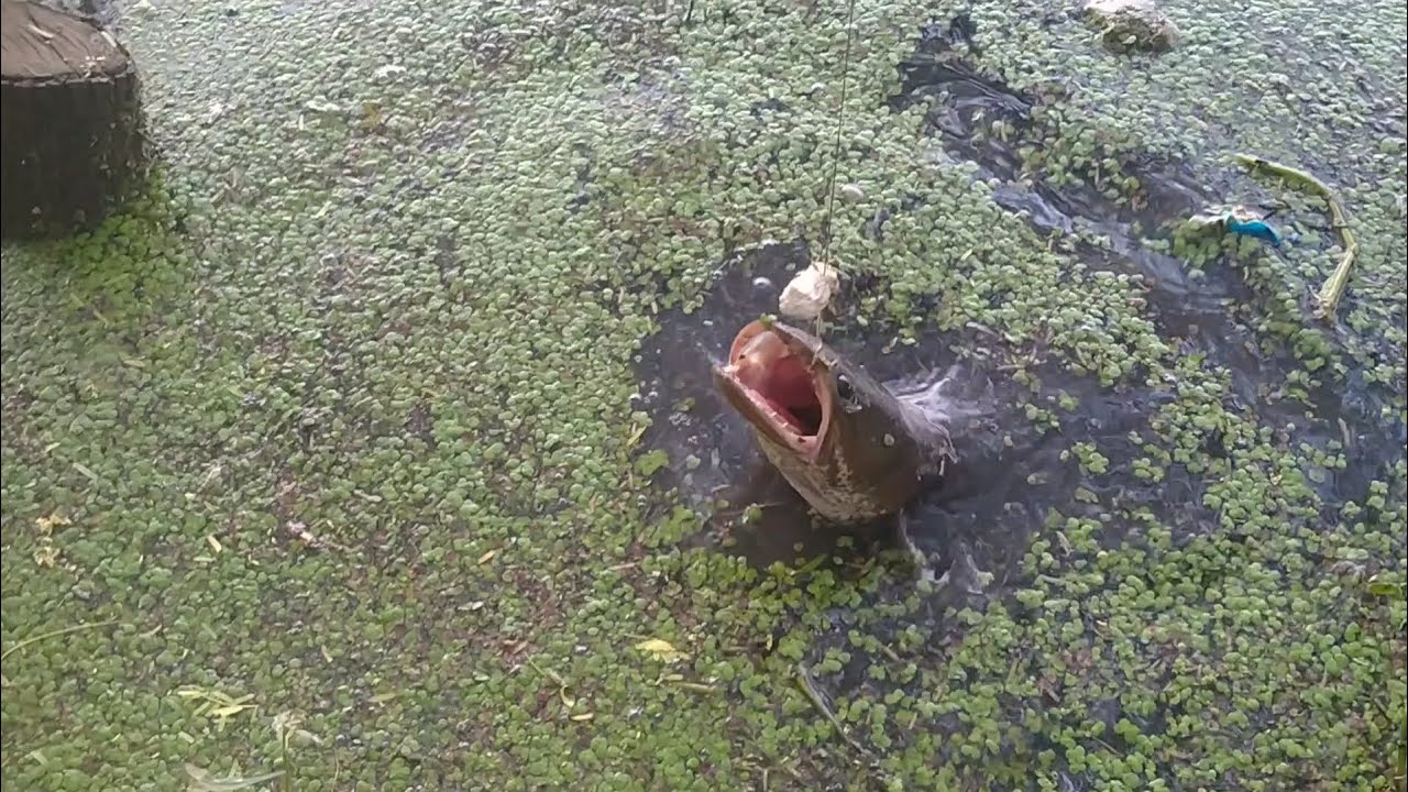 தூண்டிலில் ஜிலேபி மீனை போட்டு விரால் மீன் மாட்டிய பொழுது 