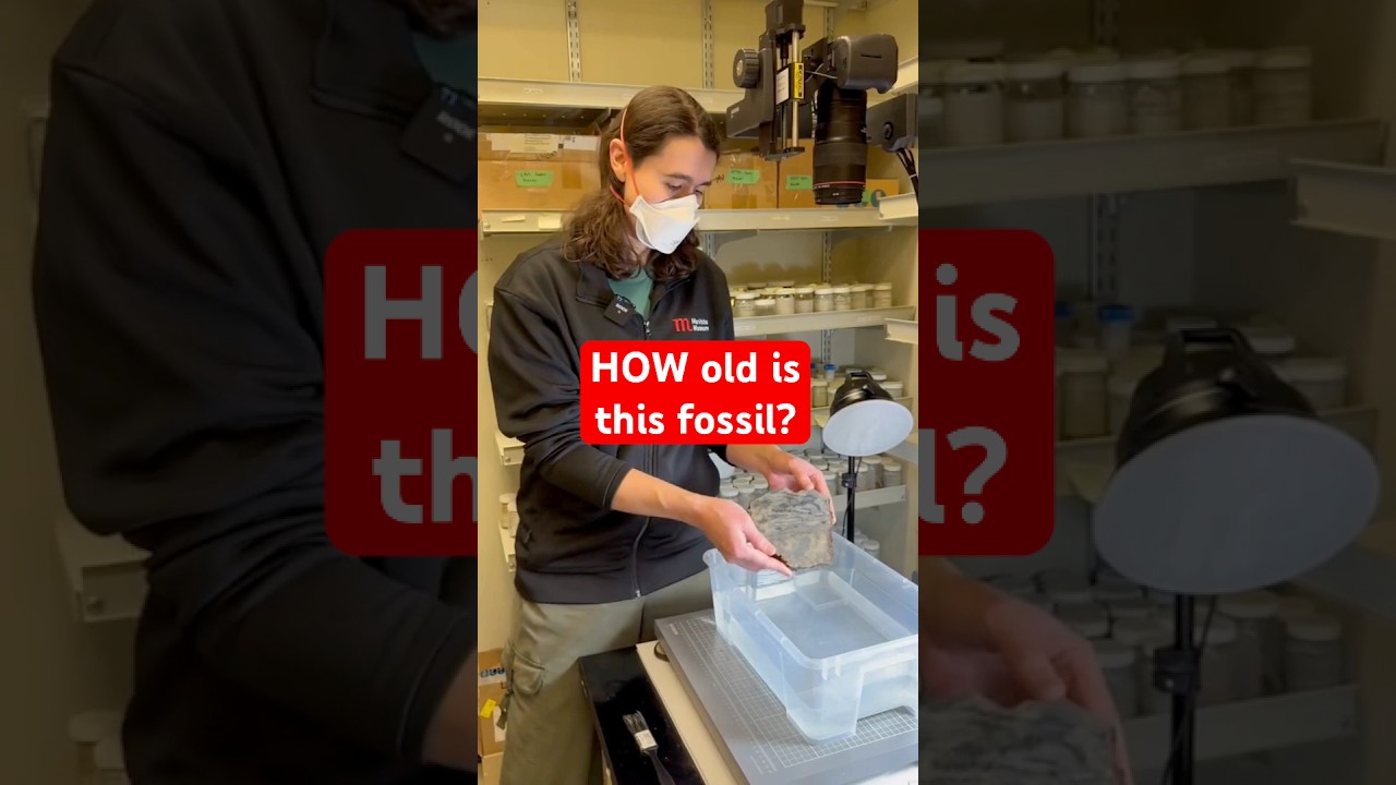 Сколько лет этой окаменелости?