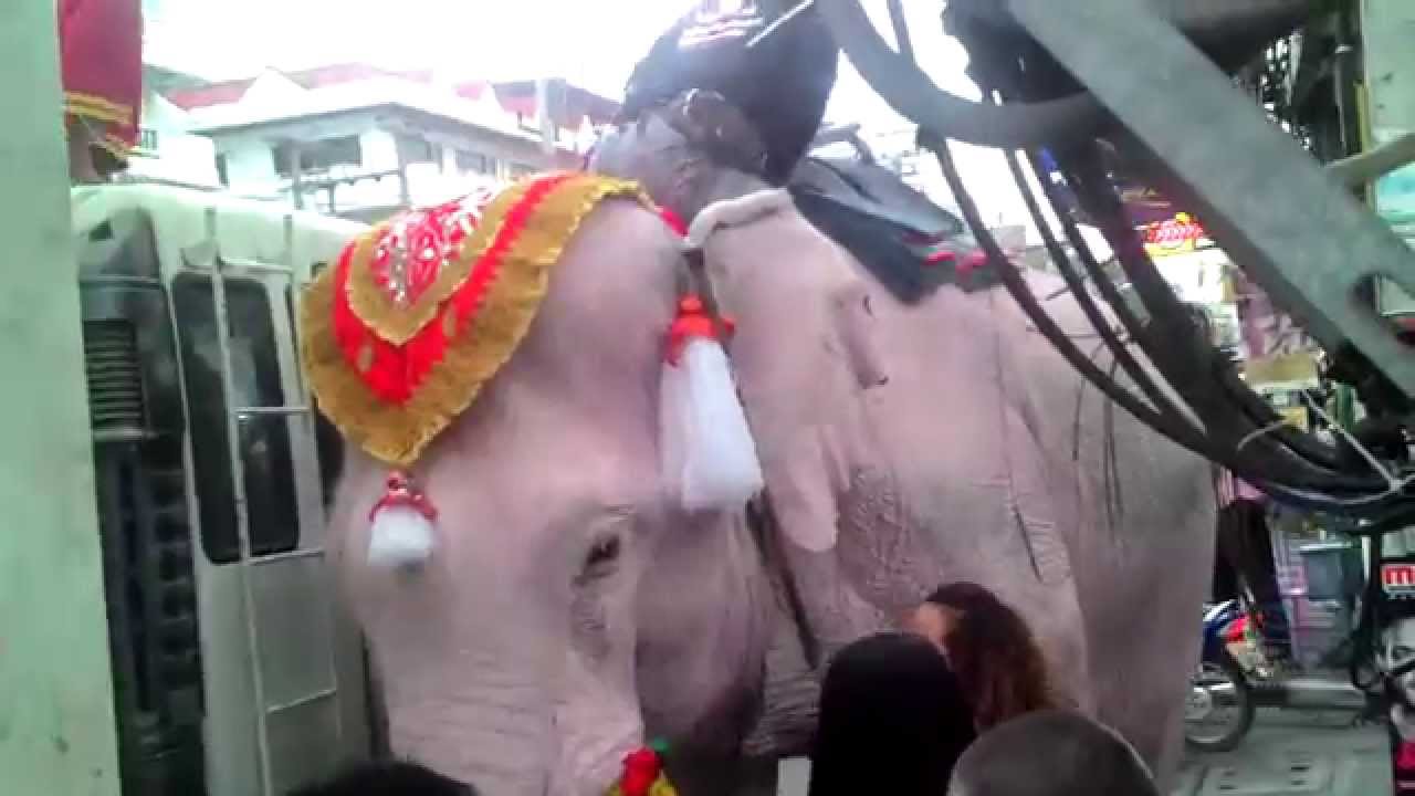 WHITE ELEPHANT YouTube