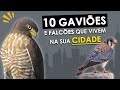 10 GAVIÕES e FALCÕES mais comuns das cidades | Aves de rapina que vivem no seu bairro!