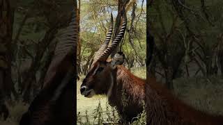 WaterBuck chewing cud.