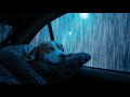 Cozy Night Rain in the Car with a Sleeping Dog – Perfect Ambience for Deep Sleep