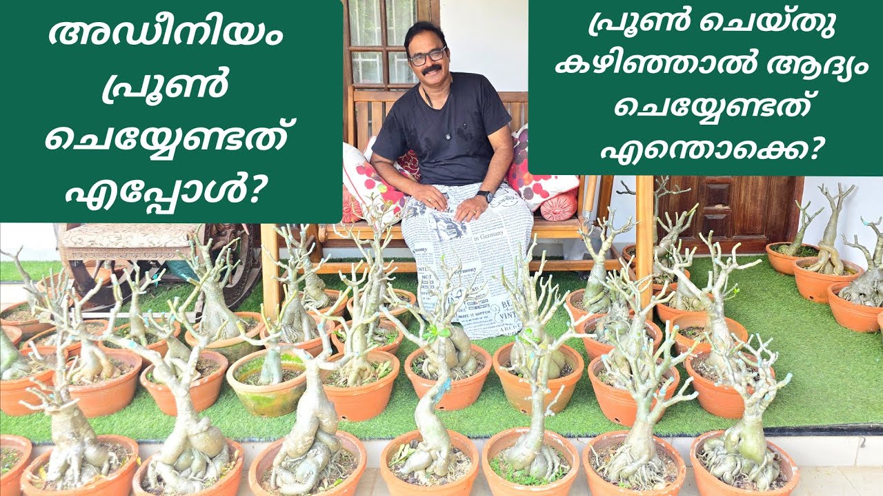 അഡീനിയം ചെടികൾ എപ്പോൾ പ്രൂൺ ചെയ്യാം? പ്രൂൺ ചെയ്താൽ ആദ്യം ചെയ്യേണ്ടത് എന്തൊക്കെ? How to prune adenium