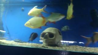 Everyone has decided to trade in big Tinfoil Barbs