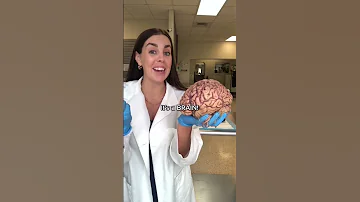 How D You Do Comment Your Score Anatomy Humanbody Science Scienceteacher Education Organs 